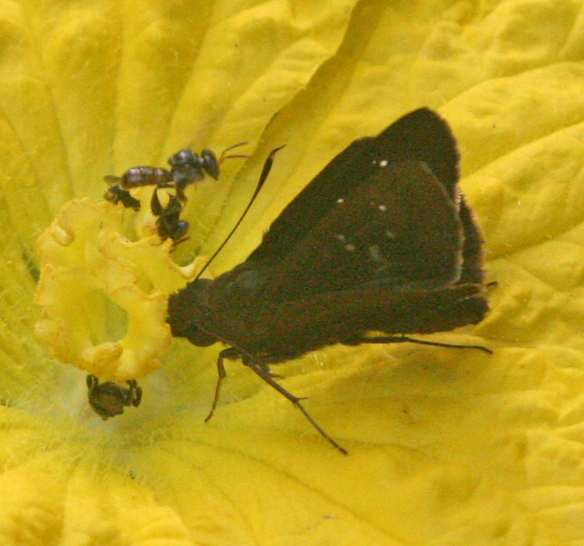 Rice Paintbrush Swift