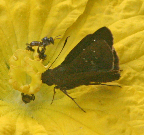 Rice Paintbrush Swift