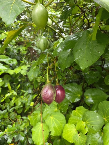 Tamarillo (Solanum betaceum)