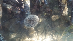 Tripneustes ventricosus