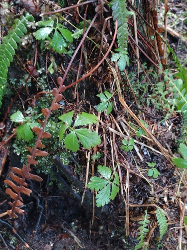Five-leaf Dwarf Bramble (Rubus pedatus)