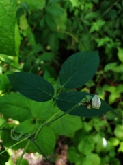 Clitoria falcata