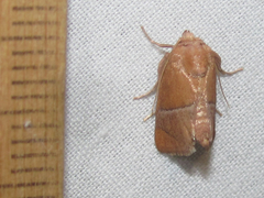 Apoda latomia