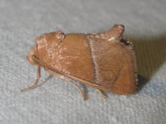 Apoda latomia