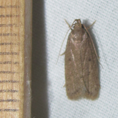 Autosticha kyotensis