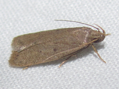 Autosticha kyotensis