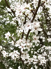 Prunus