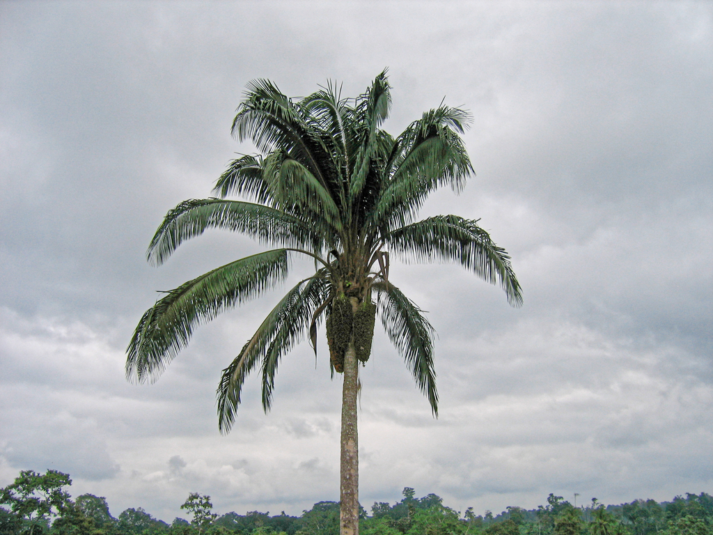 Attalea colenda; photograph (c) Philippe Hornus, some rights reserved (CC BY)