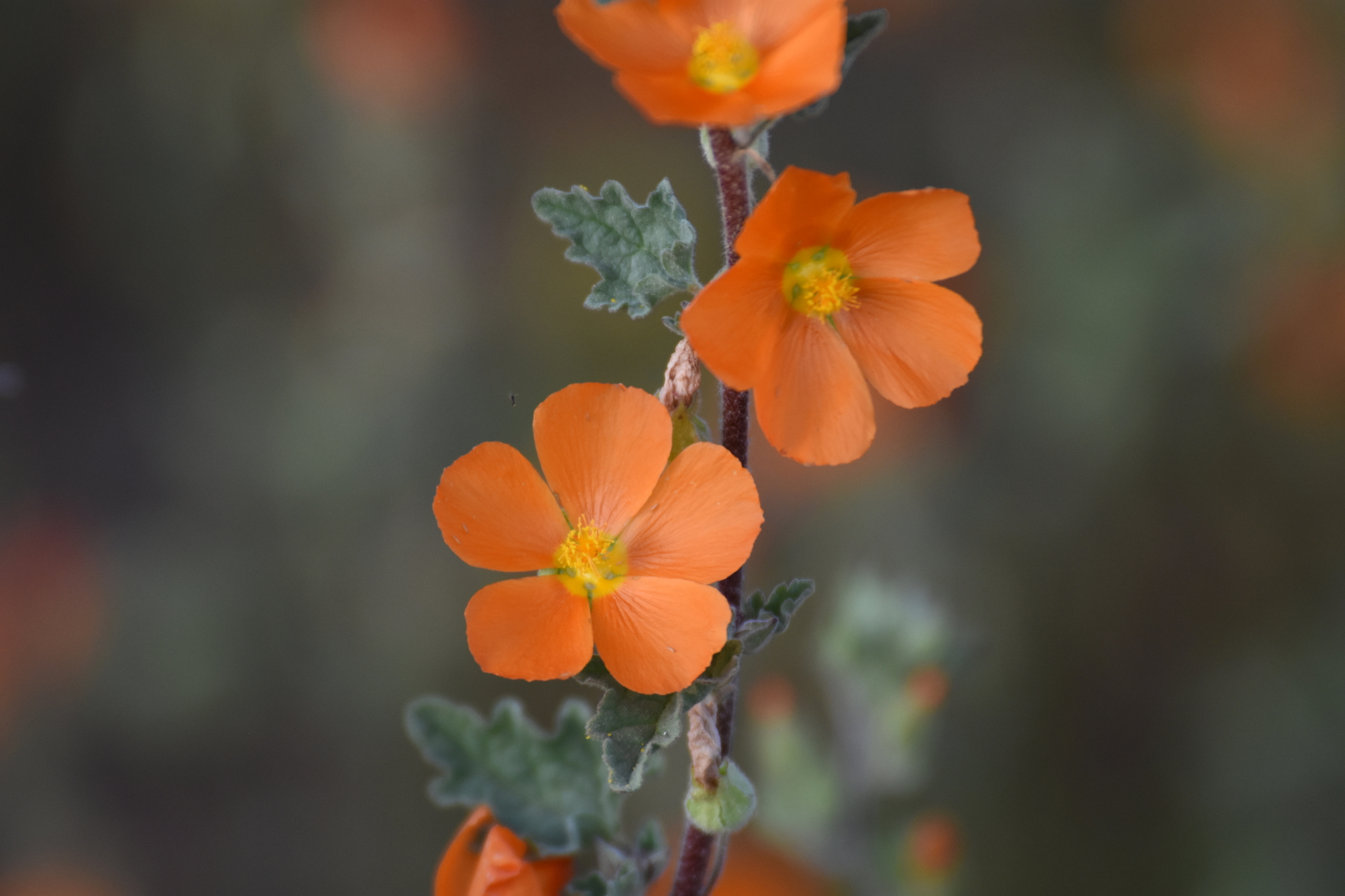 Sphaeralcea coulteri