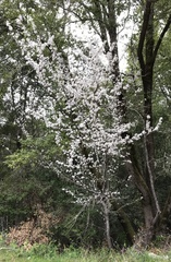 Prunus