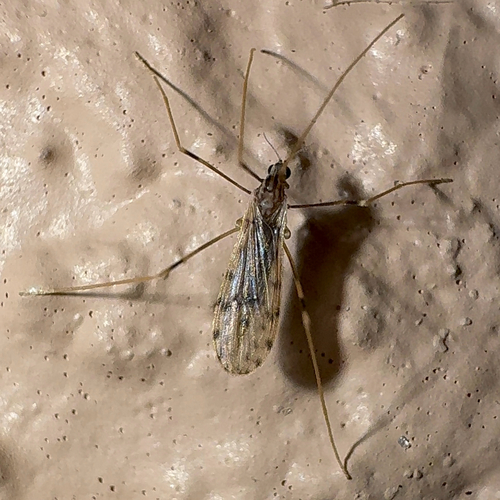Unknown species found near Summer Greens Terr, Bradenton, FL, US