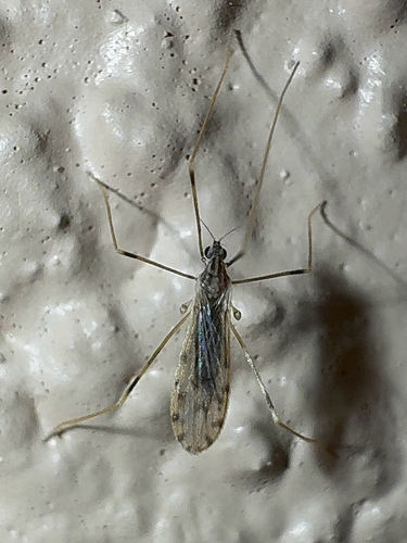 Unknown species found near Summer Greens Terr, Bradenton, FL, US