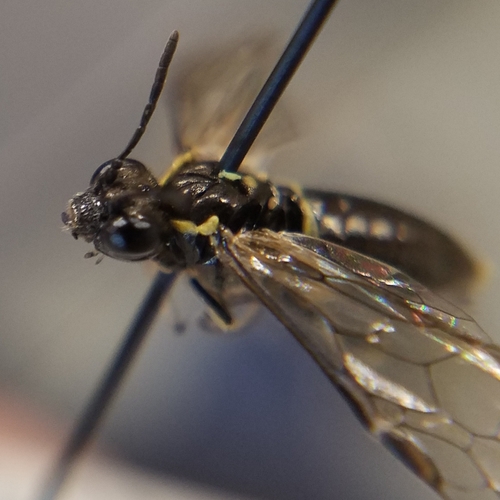iNaturalist observation photo of Sawflies, Horntails, and Wood Wasps