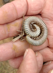 Orthoporus texicolens