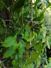 Oryctanthus cordifolius