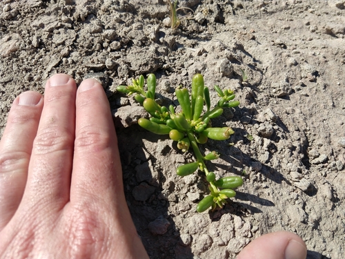 Image of Cistanthe ambigua by no rights reserved