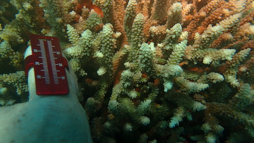 Acropora yongei observed 2026-03-26