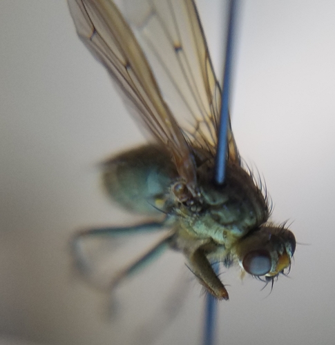 iNaturalist observation photo of Brachyceran Flies