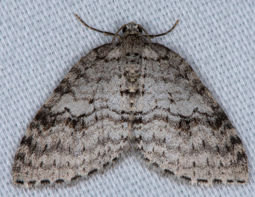 Venusia duodecemlineata photo 2