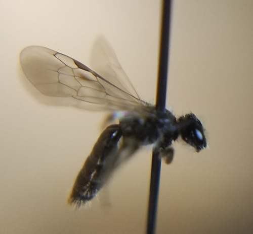 iNaturalist observation photo of Panurginus