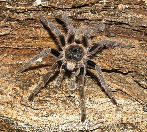Photo of Sandy Horned Baboon Spider (Ceratogyrus sanderi)