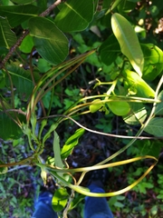 Mesechites trifidus