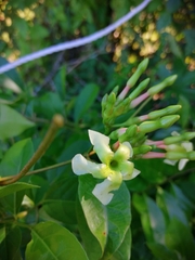 Mesechites trifidus