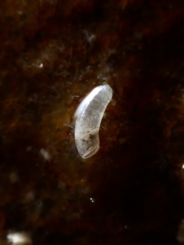 Caecum orcutti, 2026-03-26
