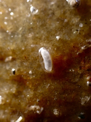 Caecum orcutti, 2026-03-26