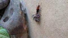 Tachypompilus ignitus