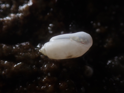 Acteocina inculta observed 2026-03-26