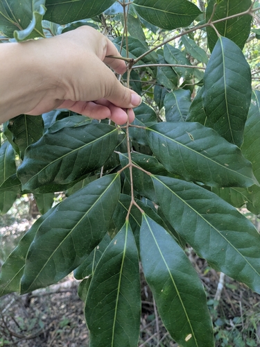Canarium australasicum observed 2026-03-28
