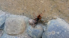 Tachypompilus ignitus