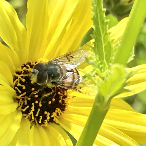 Unknown species found near Torrey Pines State Natural Reserve, San Diego, CA, US