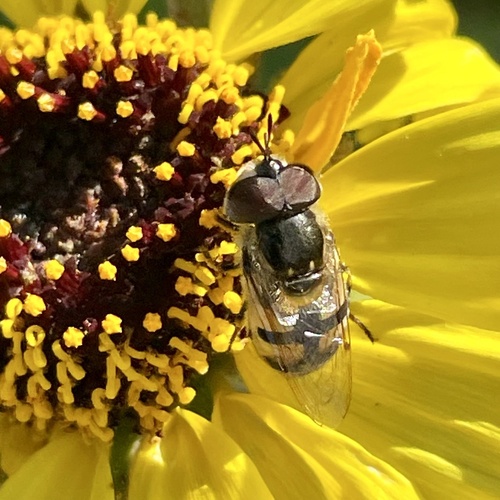 Unknown species found near Torrey Pines State Natural Reserve, San Diego, CA, US