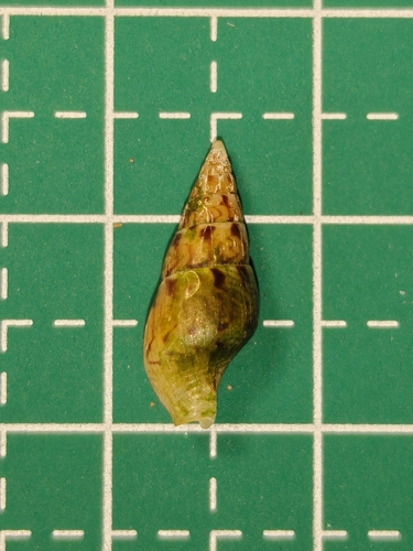 Mitrella bella observed 2026-03-28