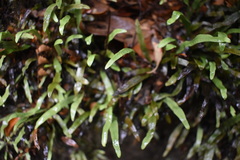 Notogrammitis billardierei