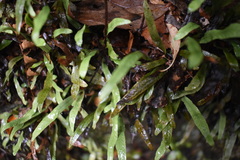 Notogrammitis billardierei