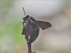 Xylocopa perforator