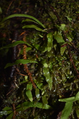 Notogrammitis billardierei