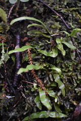 Notogrammitis billardierei