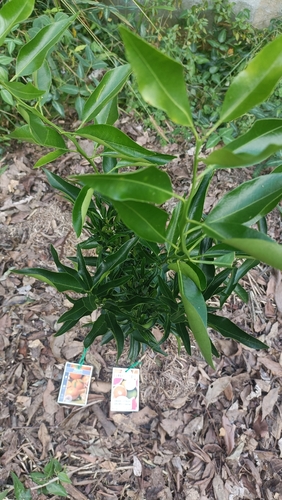 Citrus reticulata iNat (3)