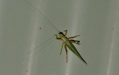 Listroscelidinae