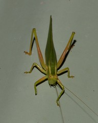 Listroscelidinae