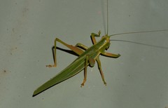 Listroscelidinae