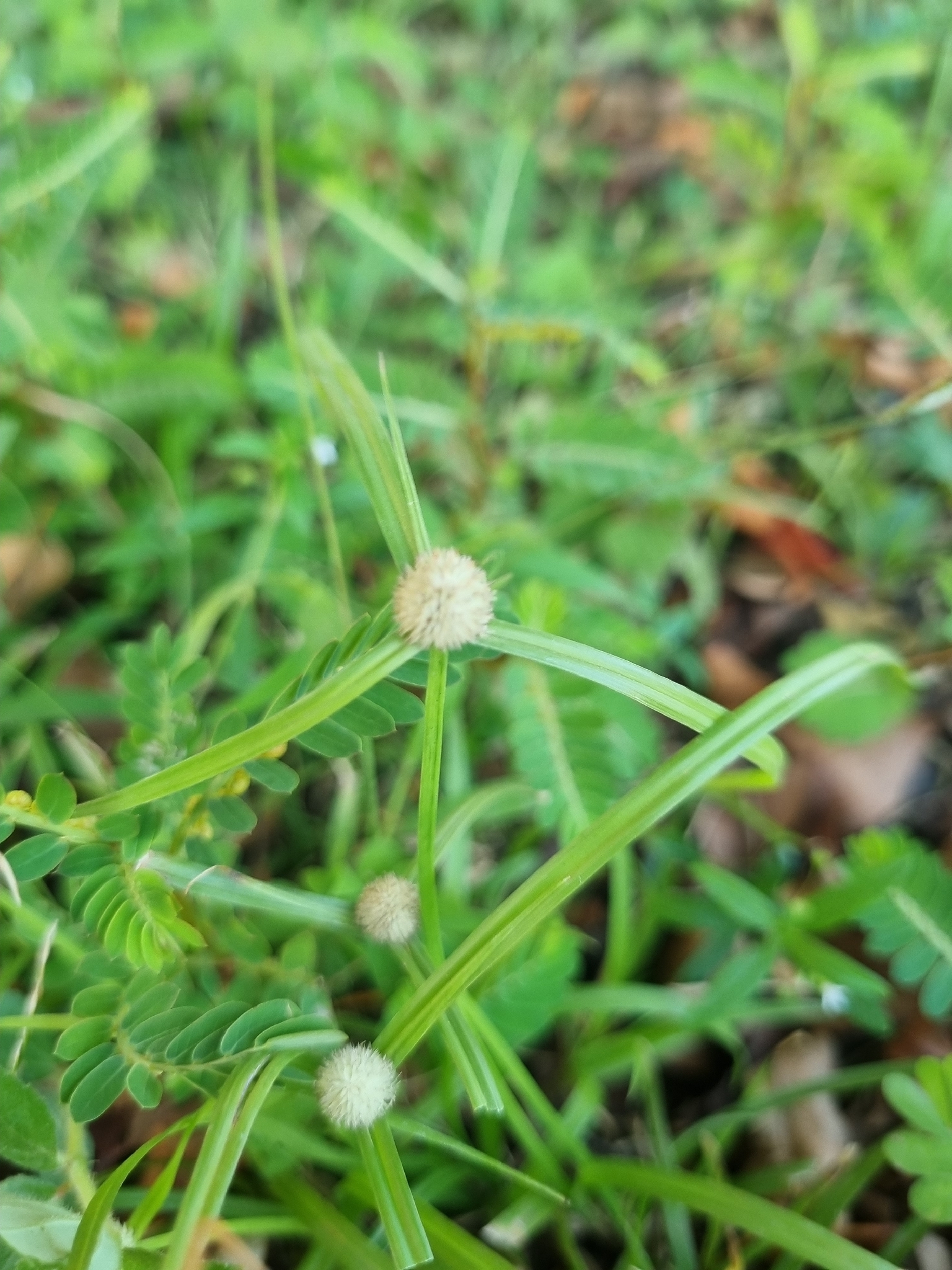 Cyperus mindorensis — ảnh 3