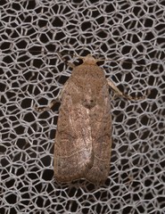 Athetis thoracica