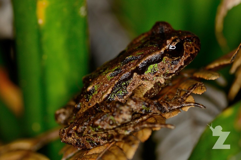 Archey's Frog