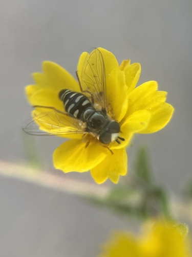 Unknown species found near Kern County, CA, USA