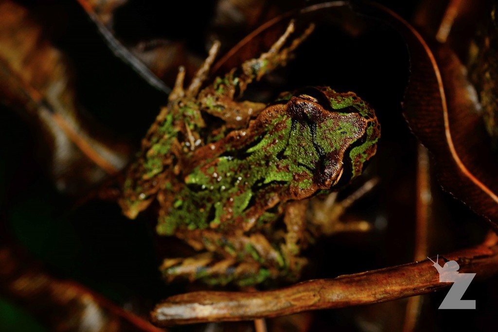 New Zealand Primitive Frogs